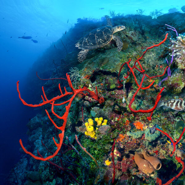 Discover abundant, colorful marine life along tops of the walls and shallow sites