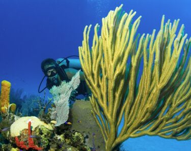 Cayman Diver